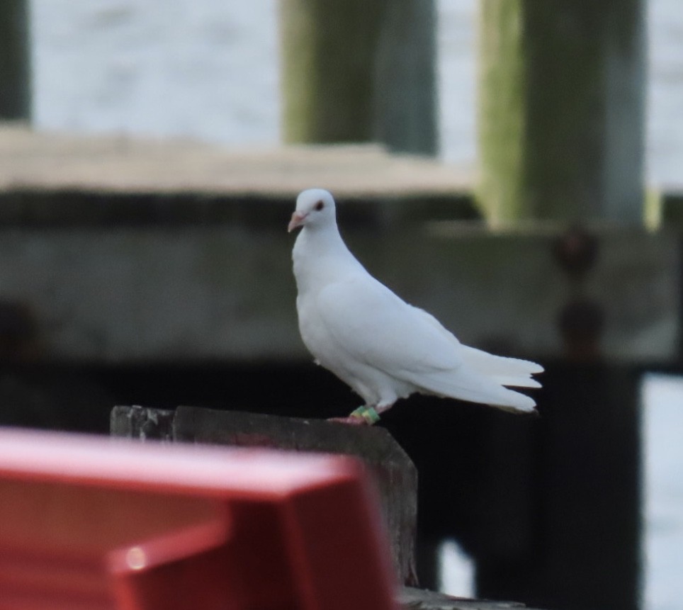 Pigeon biset (forme domestique) - ML642363078