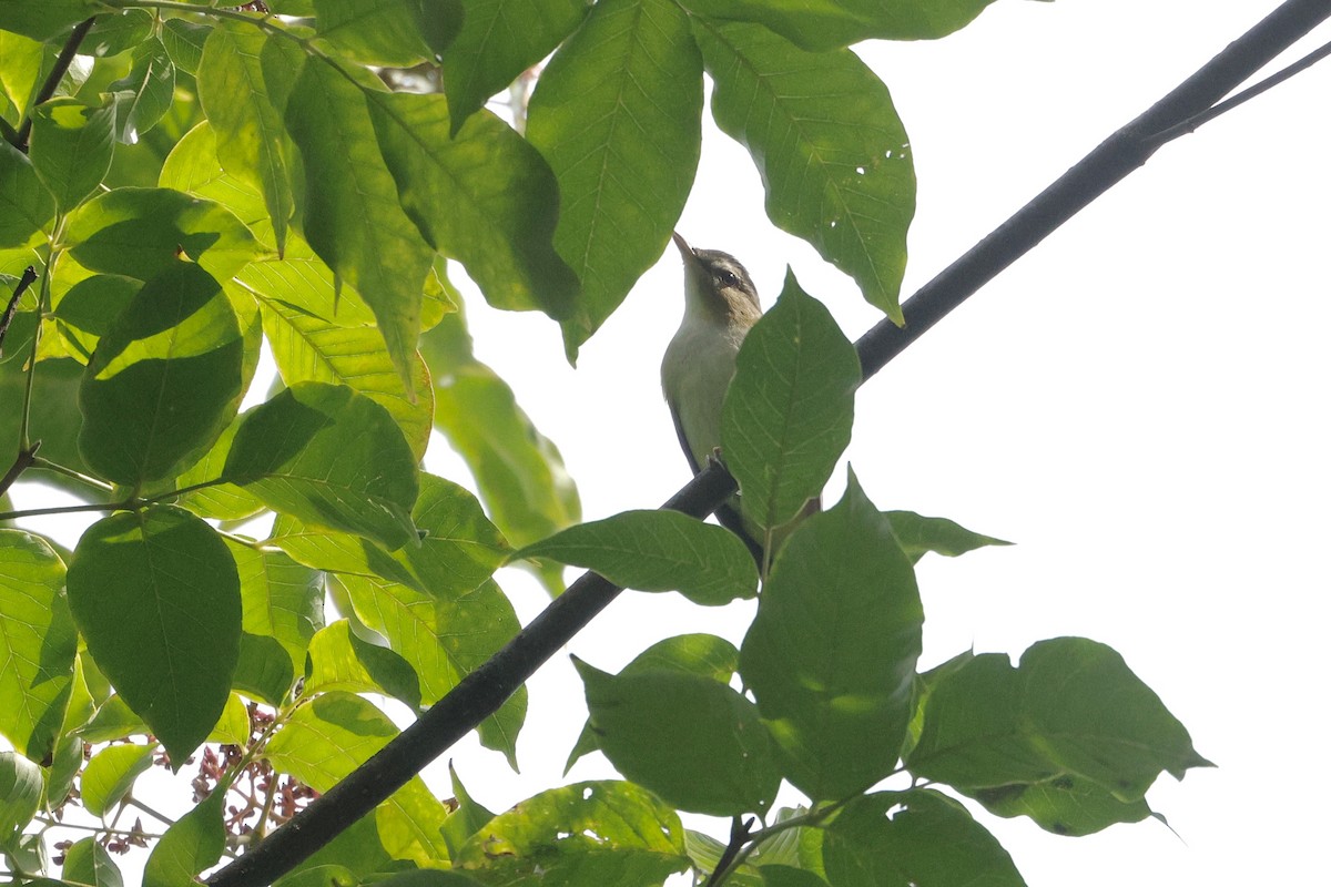 Red-eyed Vireo - ML642363084