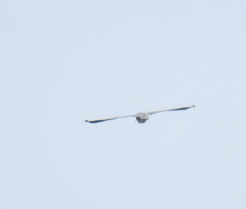 Yellow-crowned Night Heron - ML642363091