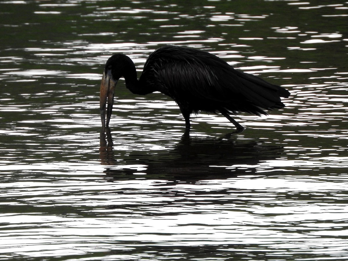 African Openbill - ML642363096