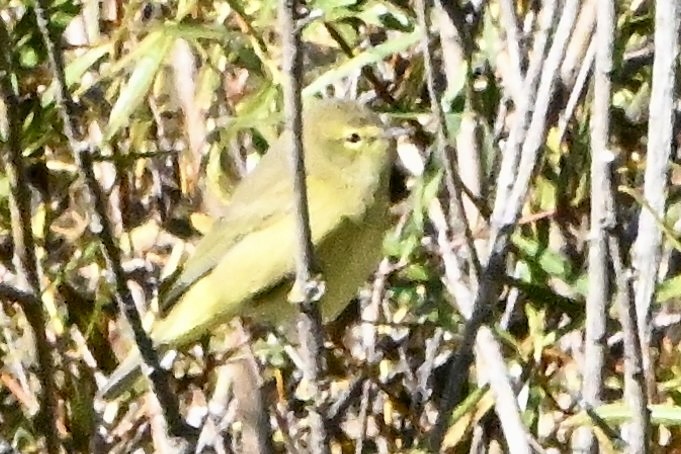 Orange-crowned Warbler - ML642363104