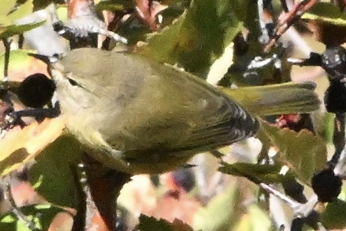 Orange-crowned Warbler - ML642363105