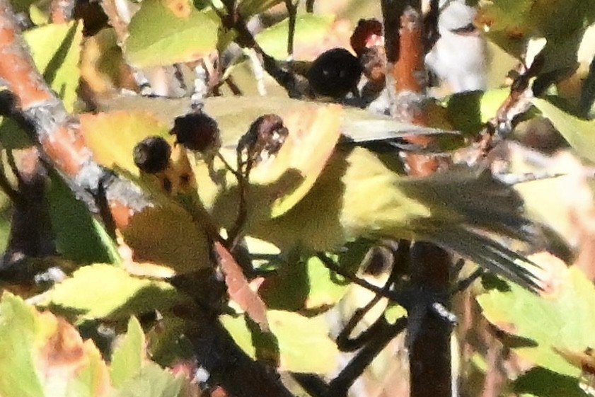 Orange-crowned Warbler - ML642363106