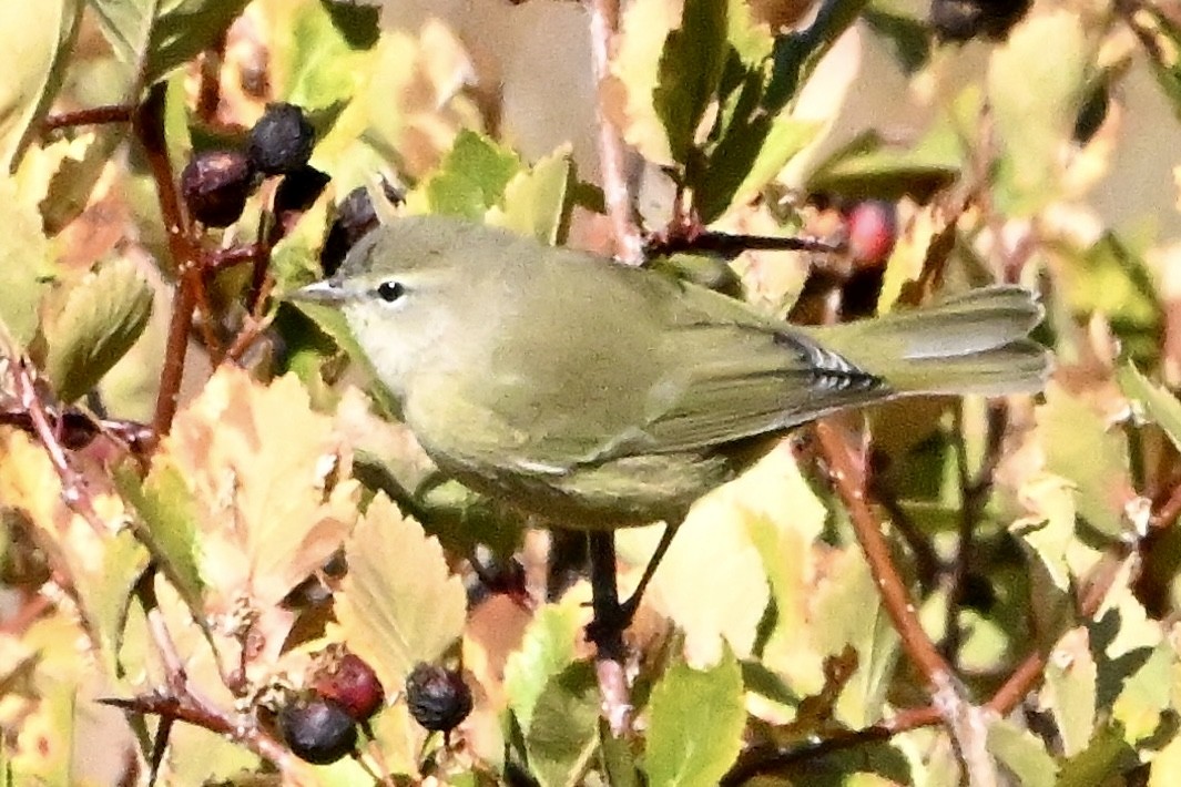 Orange-crowned Warbler - ML642363107