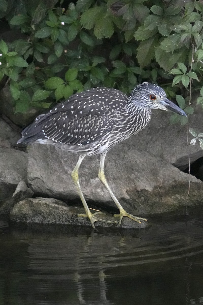 Yellow-crowned Night Heron - ML642363112