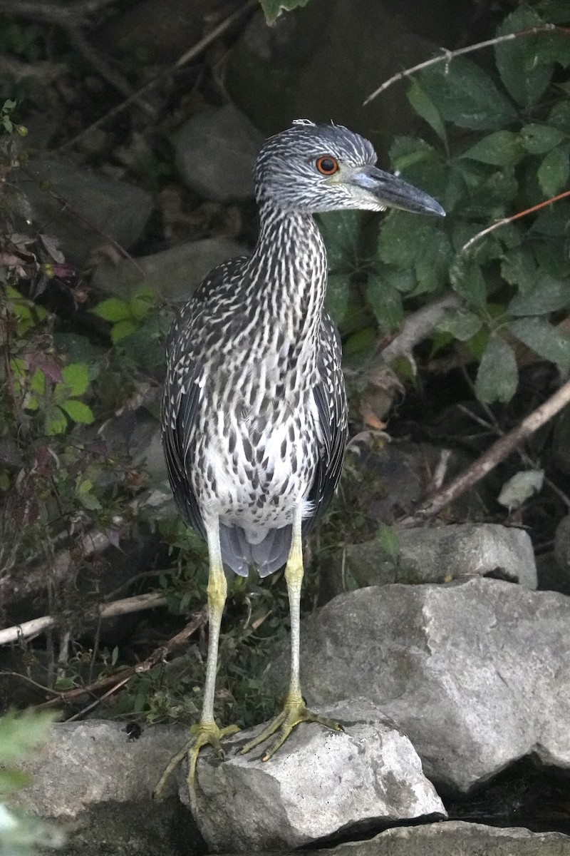 Yellow-crowned Night Heron - ML642363113