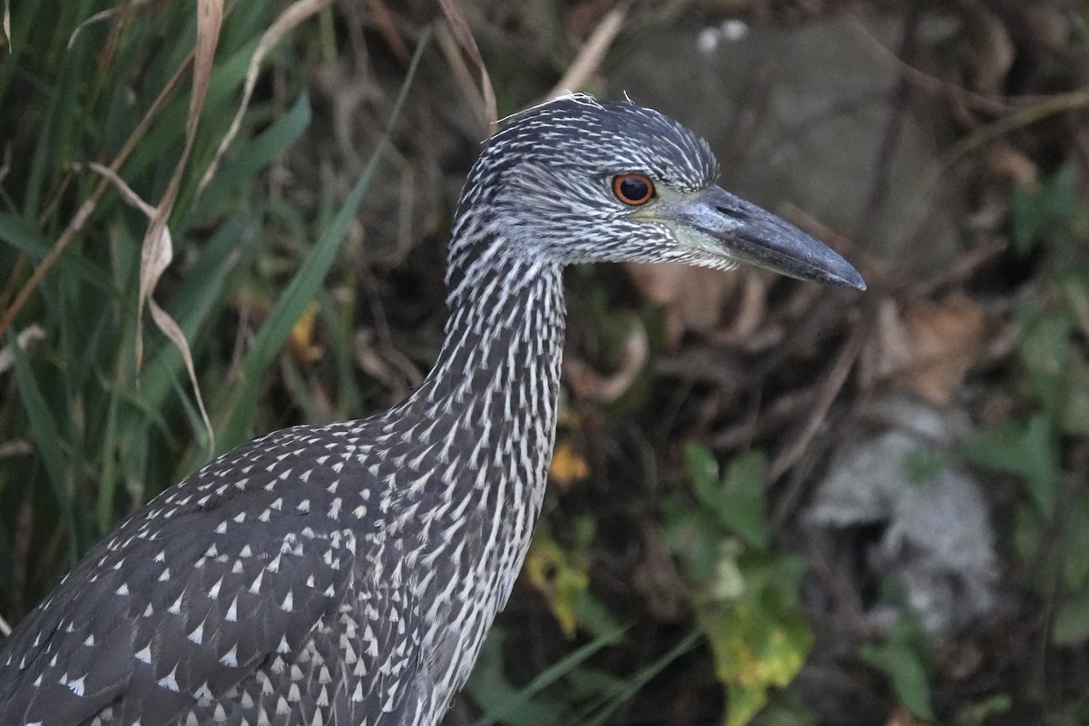 Yellow-crowned Night Heron - ML642363114