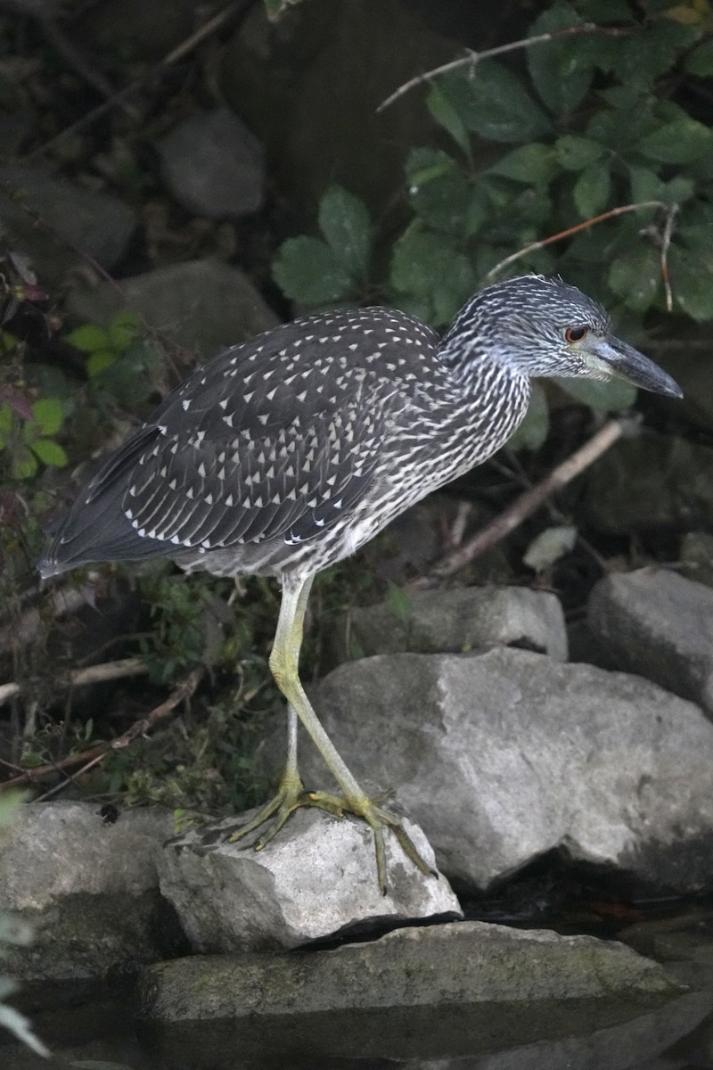 Yellow-crowned Night Heron - ML642363115