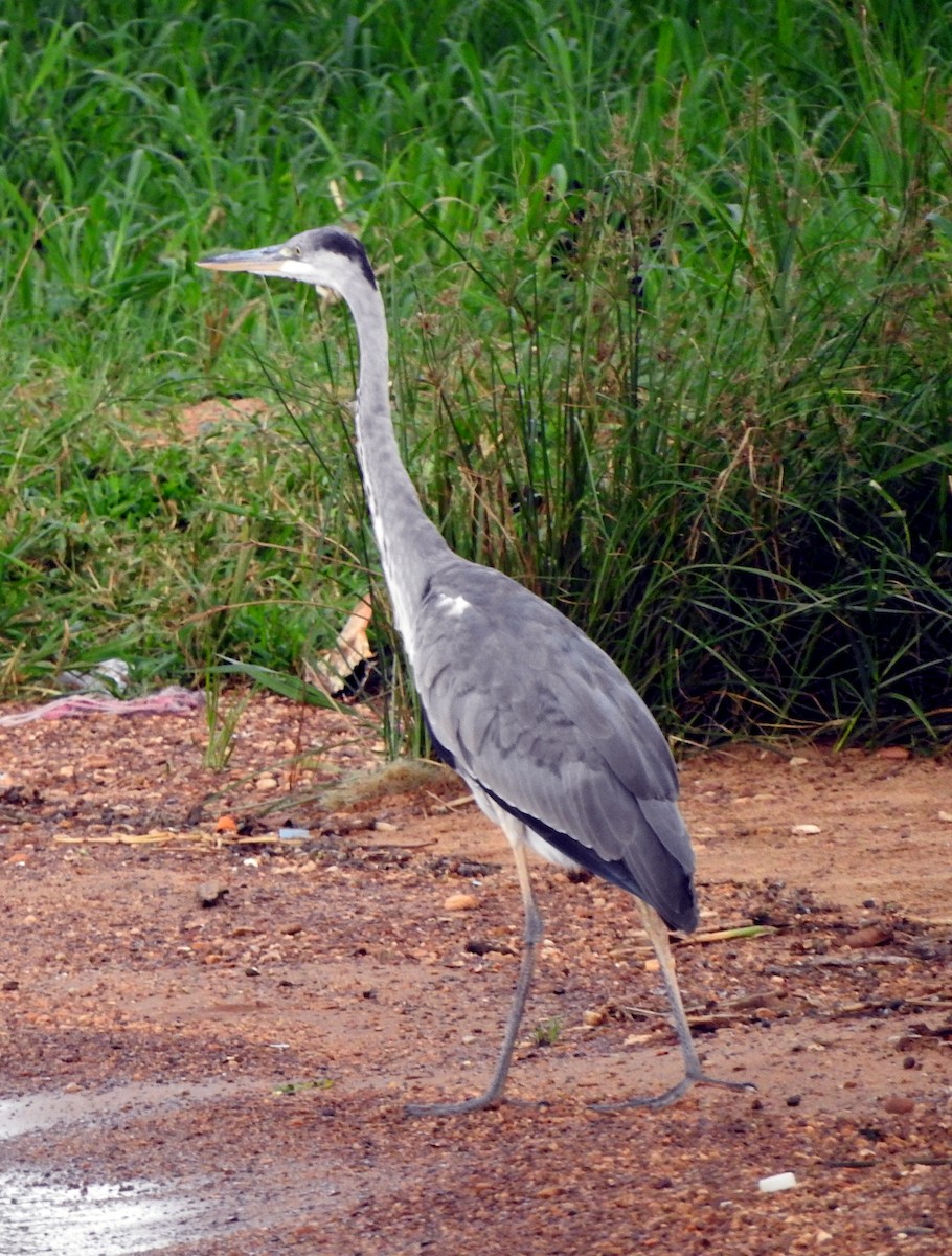 Gray Heron - ML642363121