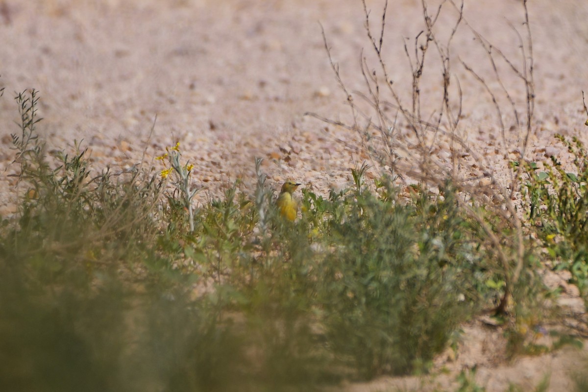 Yellow Chat - ML642363123