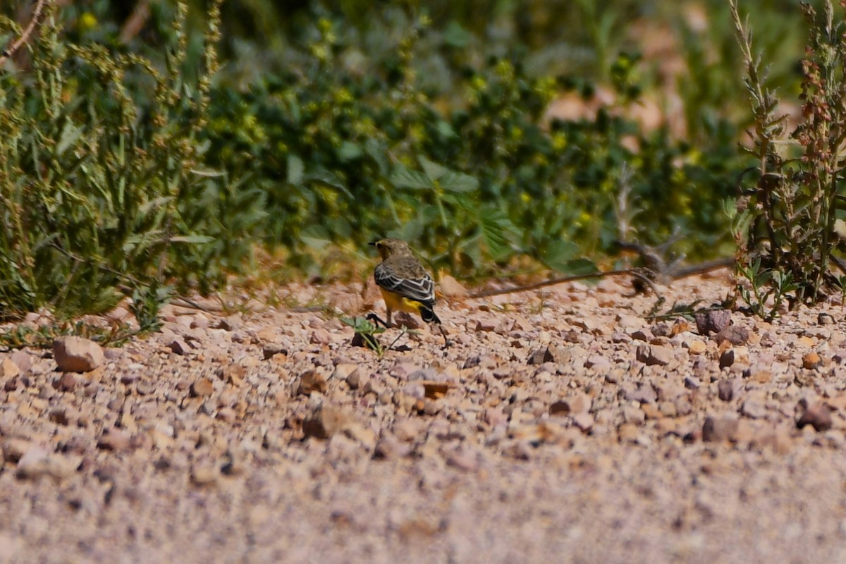 Yellow Chat - ML642363124
