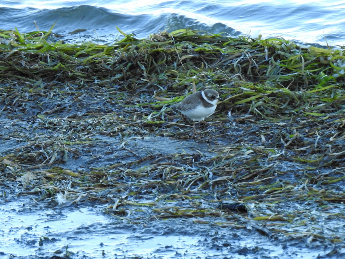 Semipalmated Plover - ML642363127