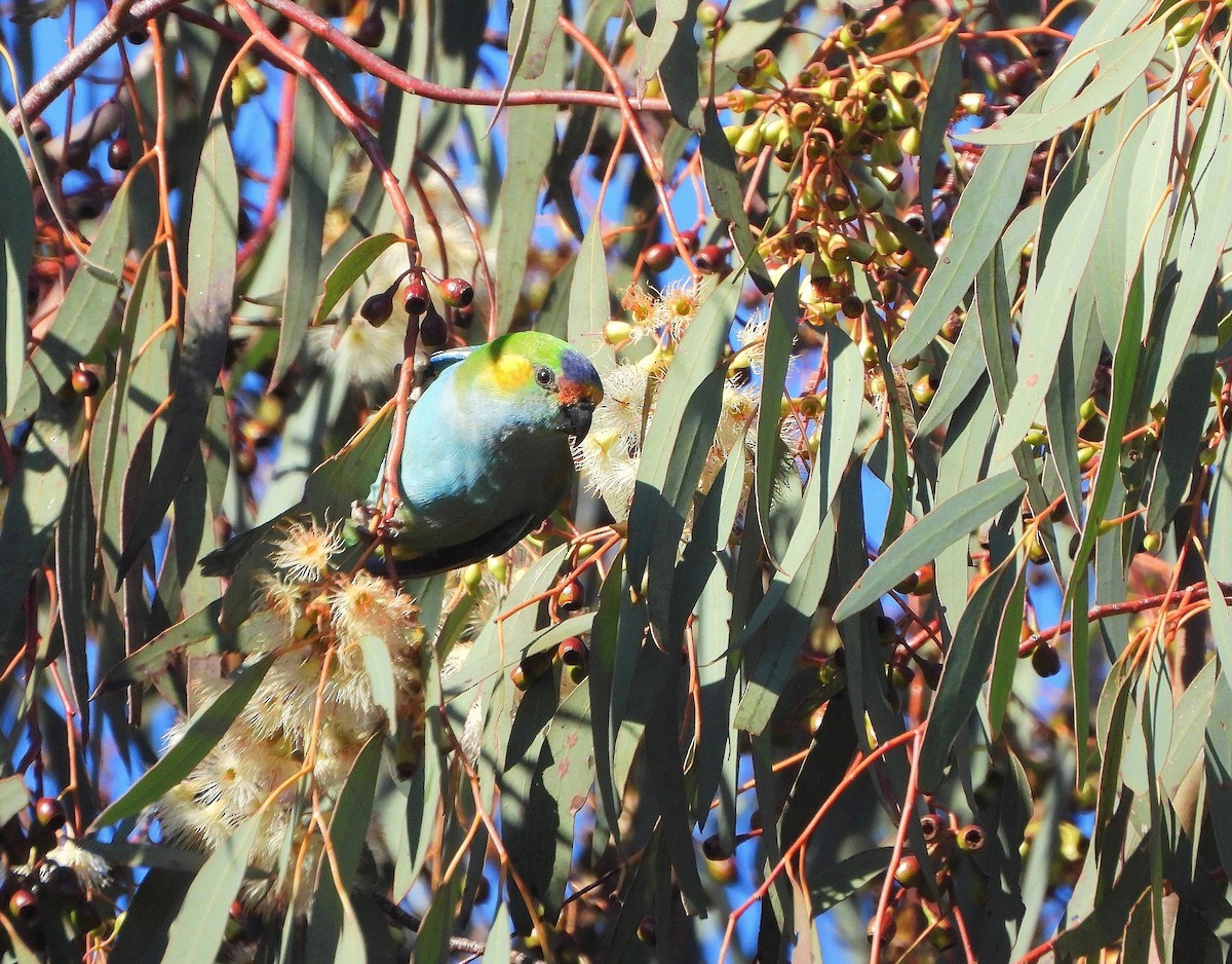 Purple-crowned Lorikeet - ML642363136
