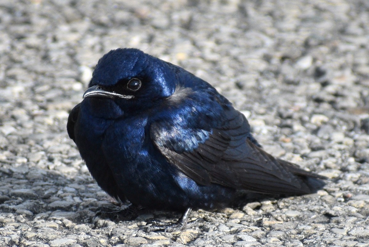 Purple Martin - ML642363140