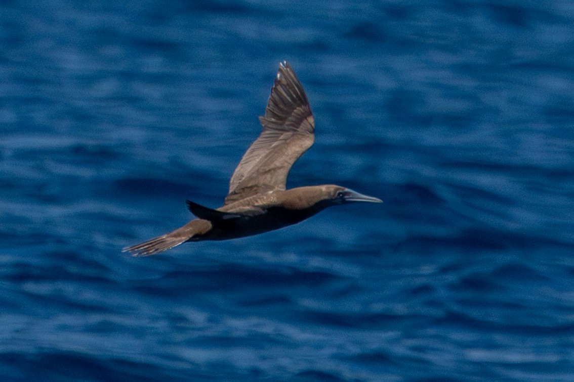 Brown Booby - ML642363145