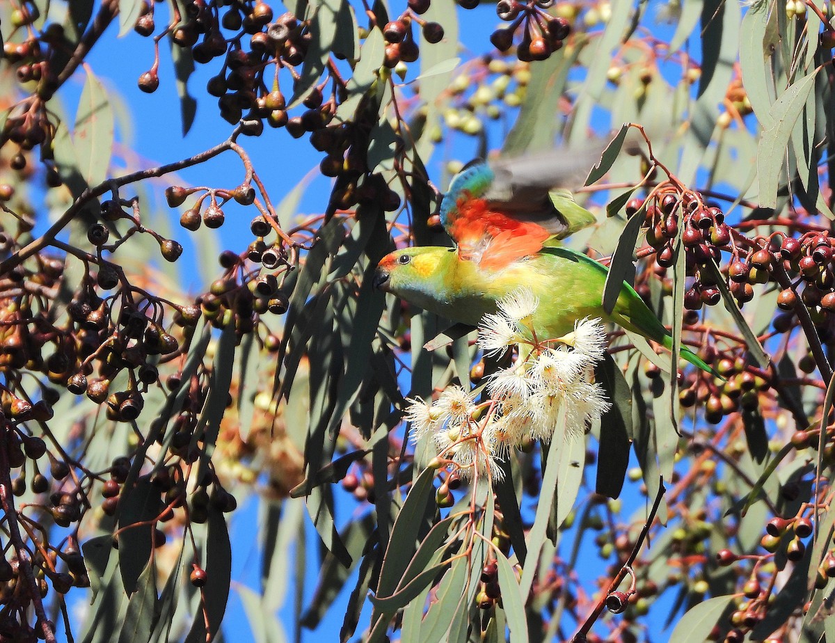 Purple-crowned Lorikeet - ML642363146