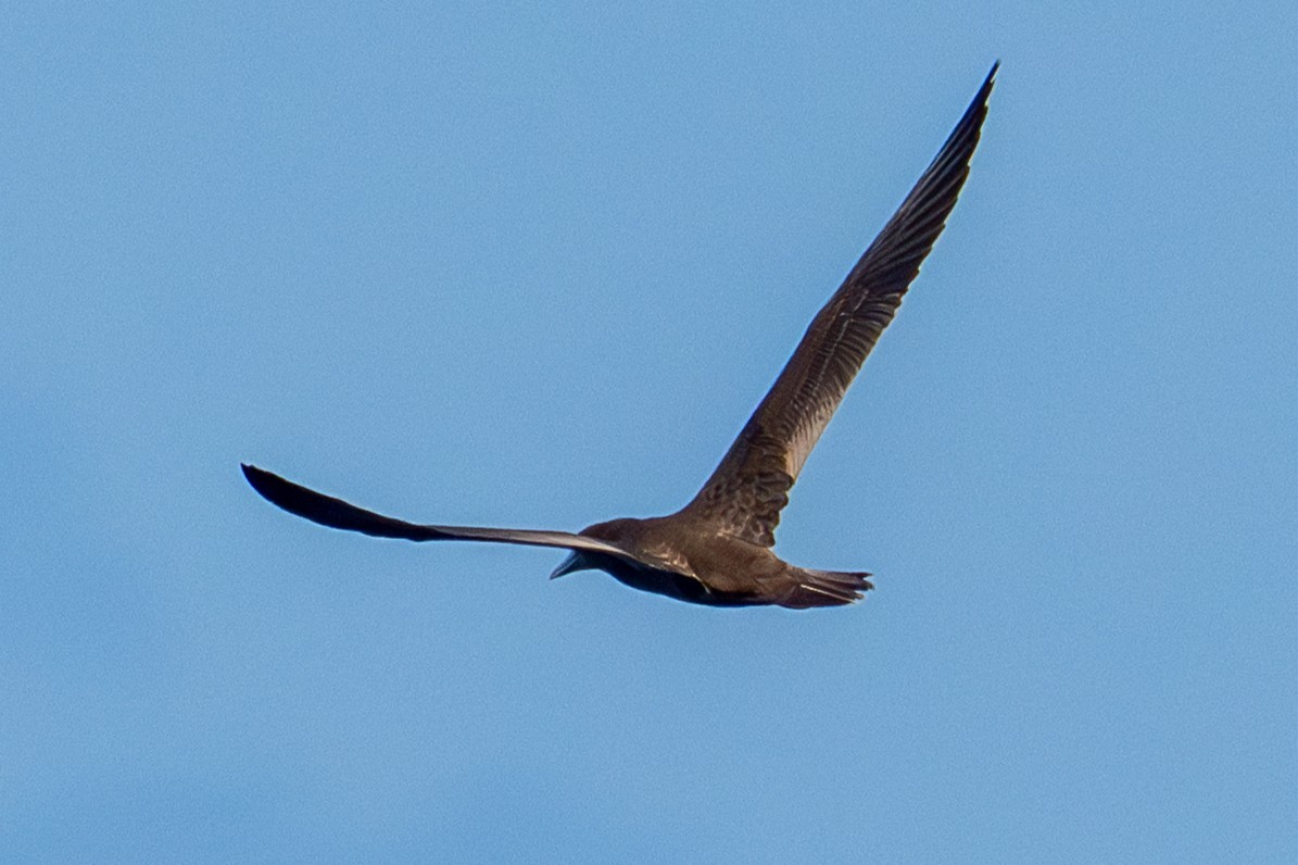 Brown Booby - ML642363148