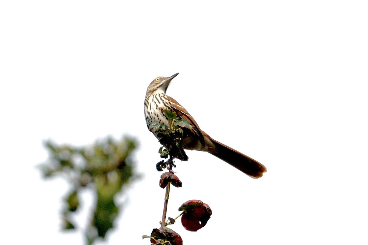 Brown Thrasher - ML642363150