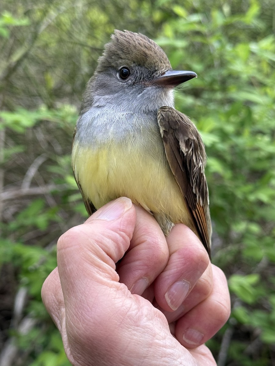Great Crested Flycatcher - ML642363152