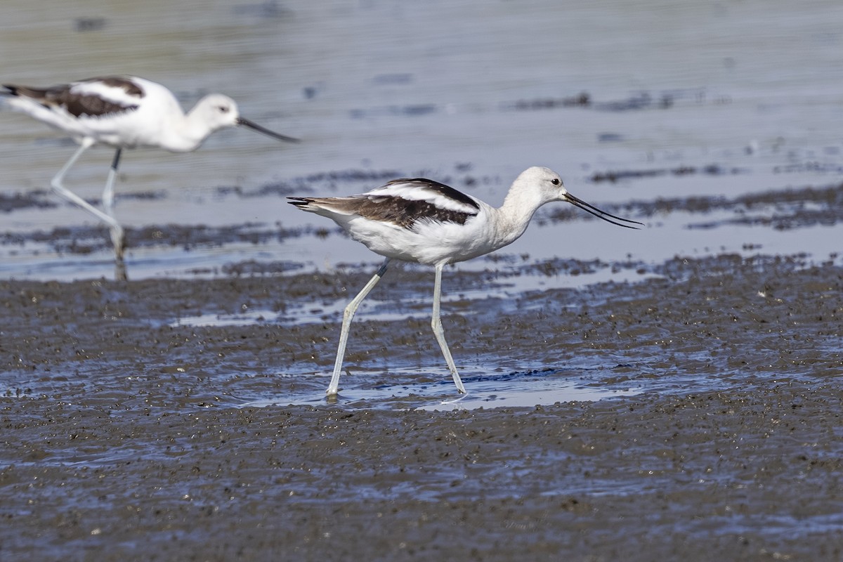 American Avocet - ML642363155