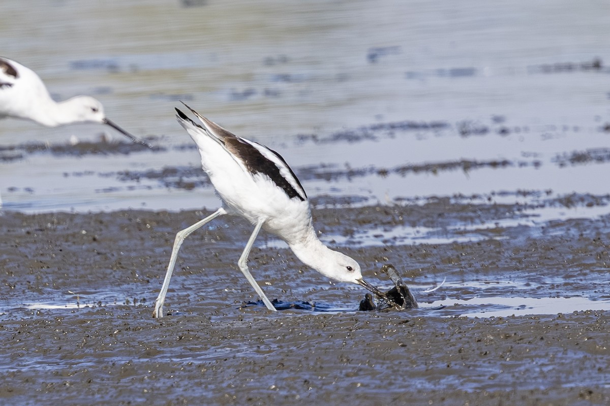 American Avocet - ML642363157