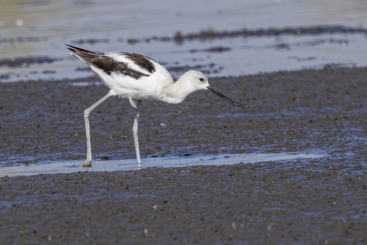 American Avocet - ML642363158