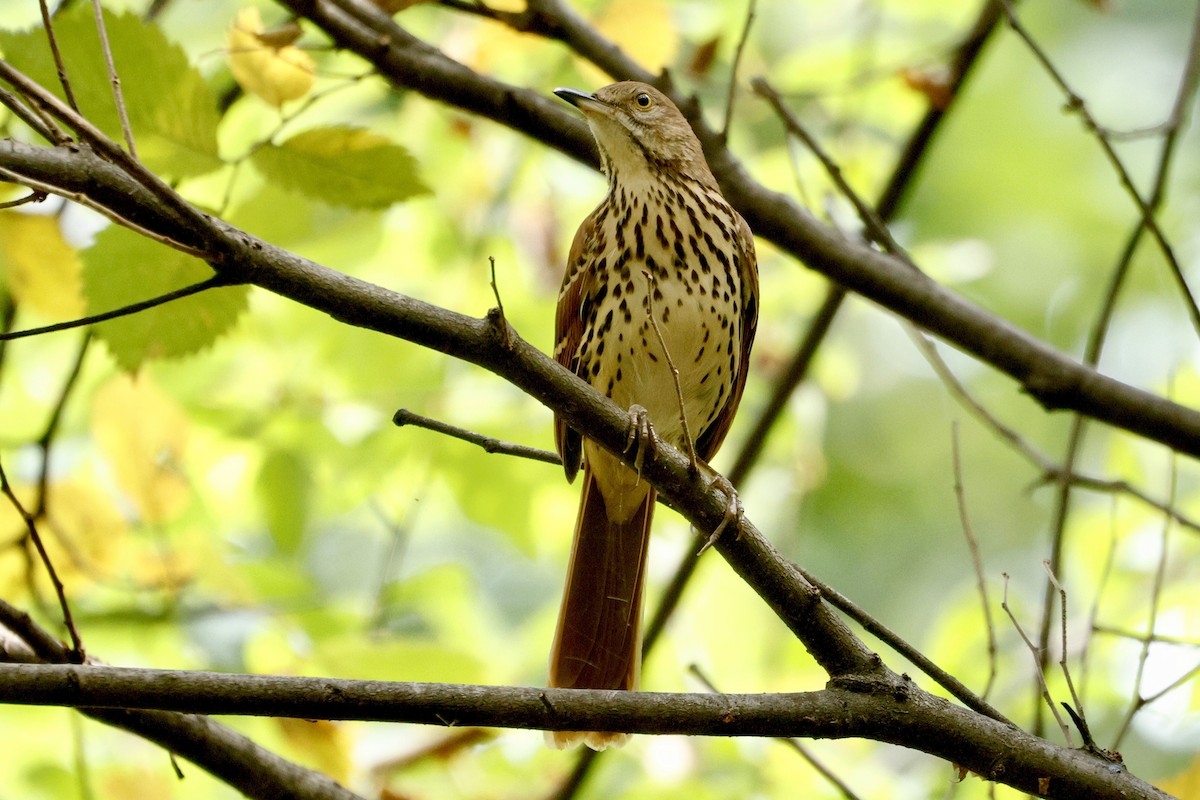 Brown Thrasher - ML642363161