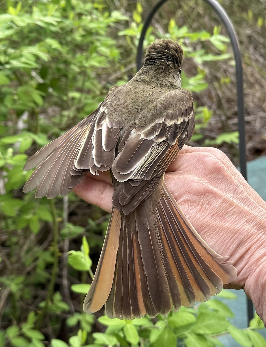 Great Crested Flycatcher - ML642363162