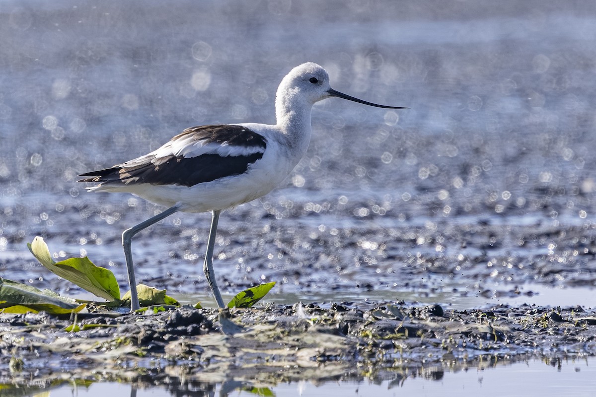 American Avocet - ML642363163
