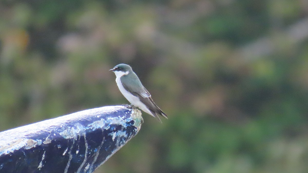 Mangrove Swallow - ML642363166