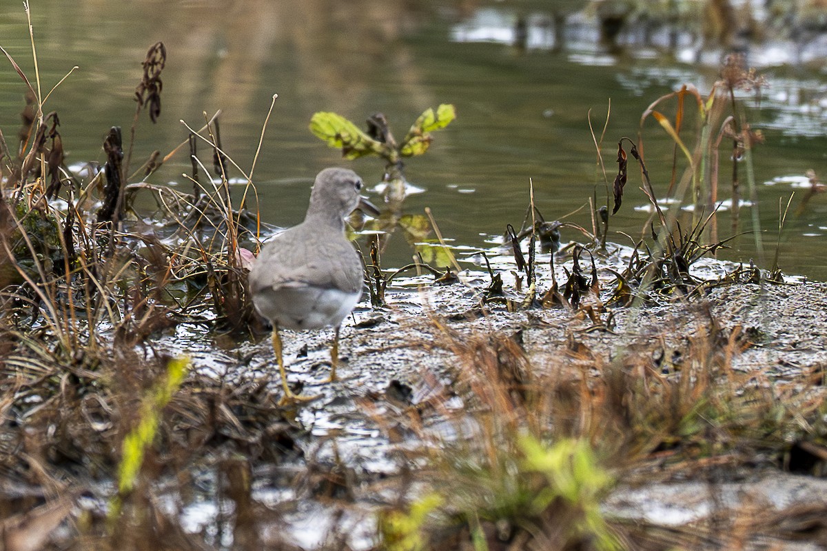 Spotted Sandpiper - ML642363169