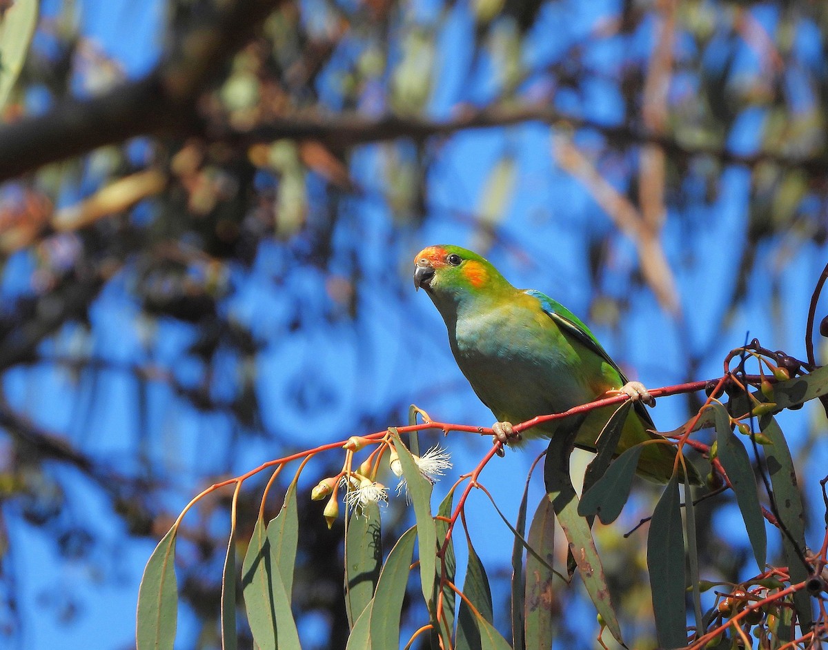 Purple-crowned Lorikeet - ML642363170