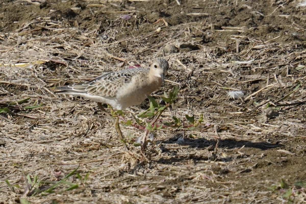 Buff-breasted Sandpiper - ML642363171