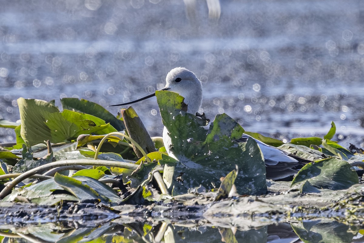 American Avocet - ML642363174
