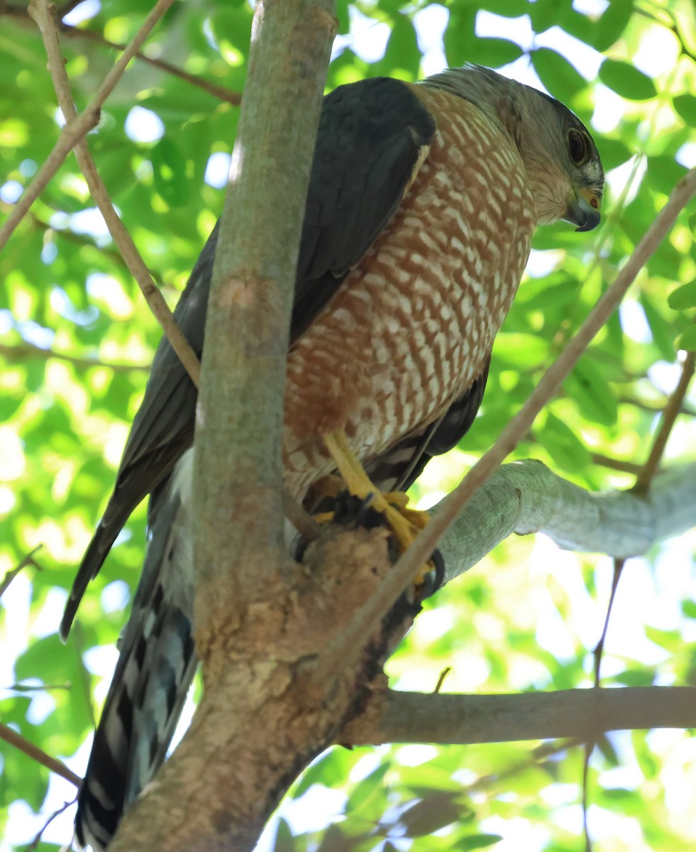 Cooper's Hawk - ML642363175