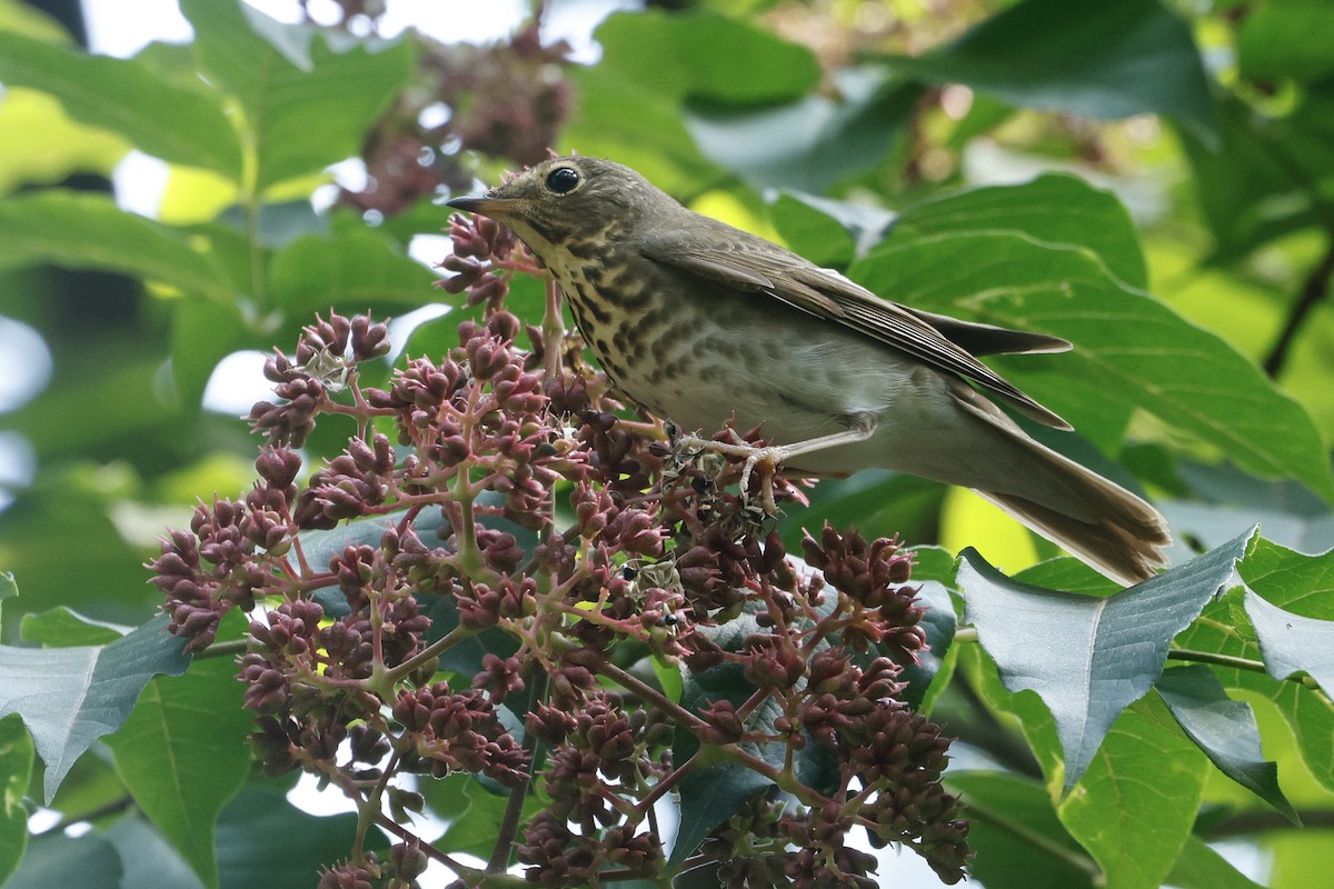 Swainson's Thrush - ML642363181