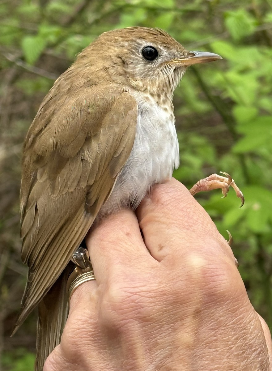 Veery - ML642363182