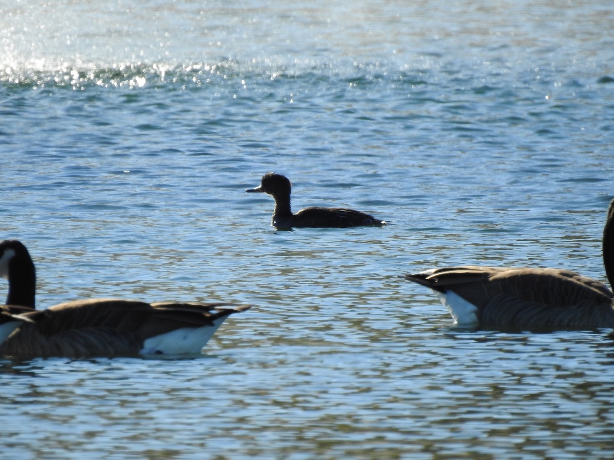 Hooded Merganser - ML642363187