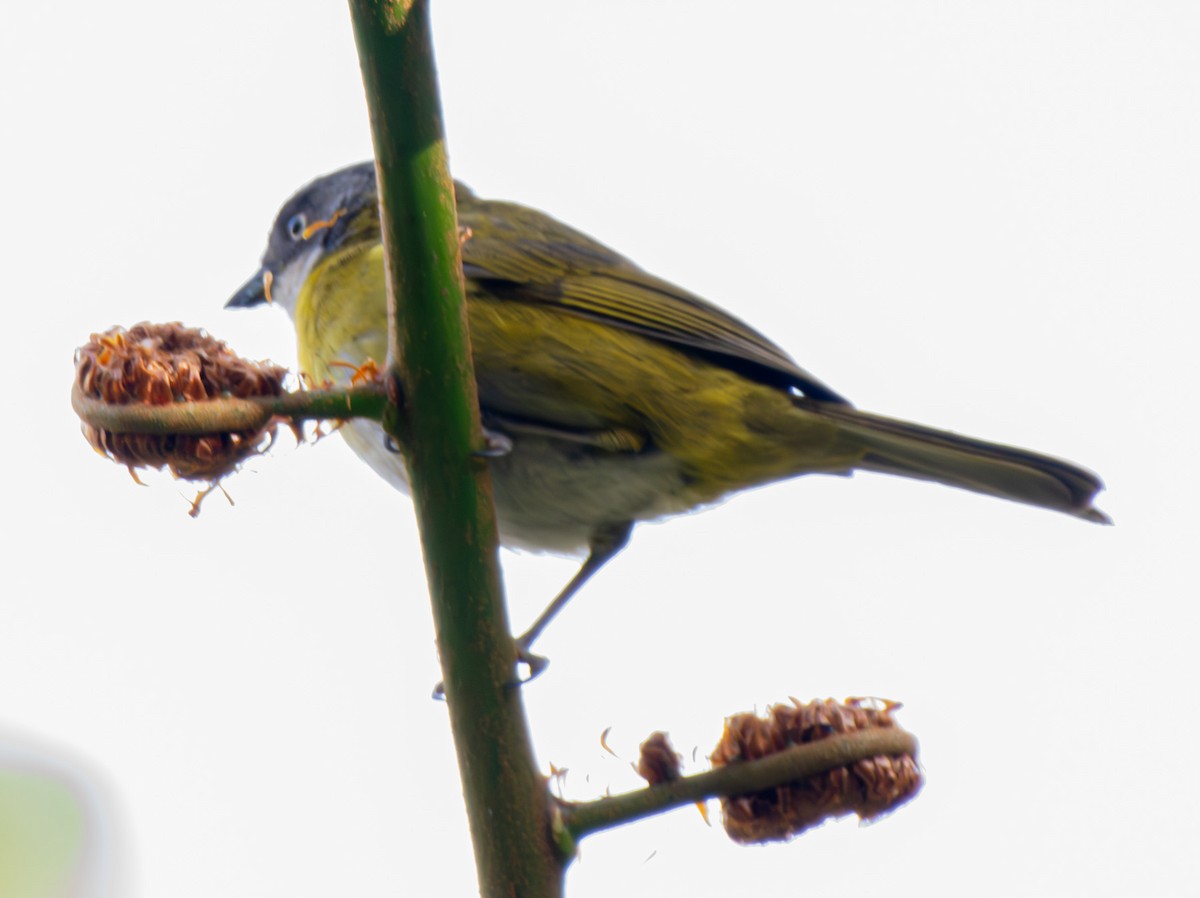 Common Chlorospingus - ML642363204