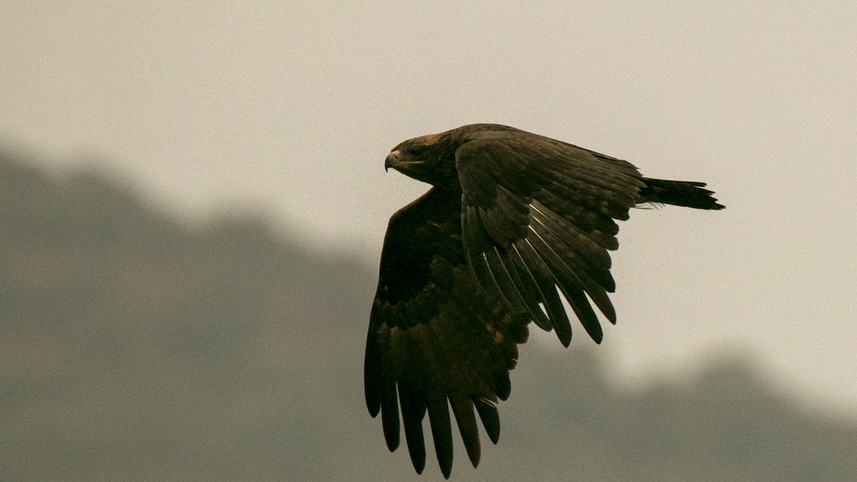 Steppe Eagle - ML642363249