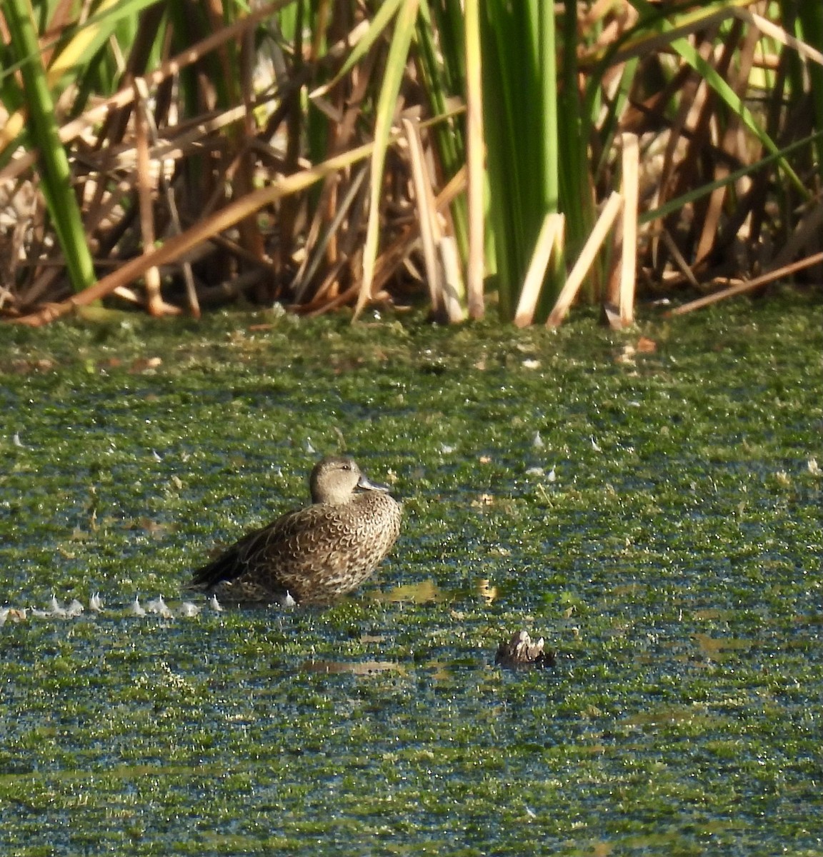 Blue-winged Teal - ML642363252