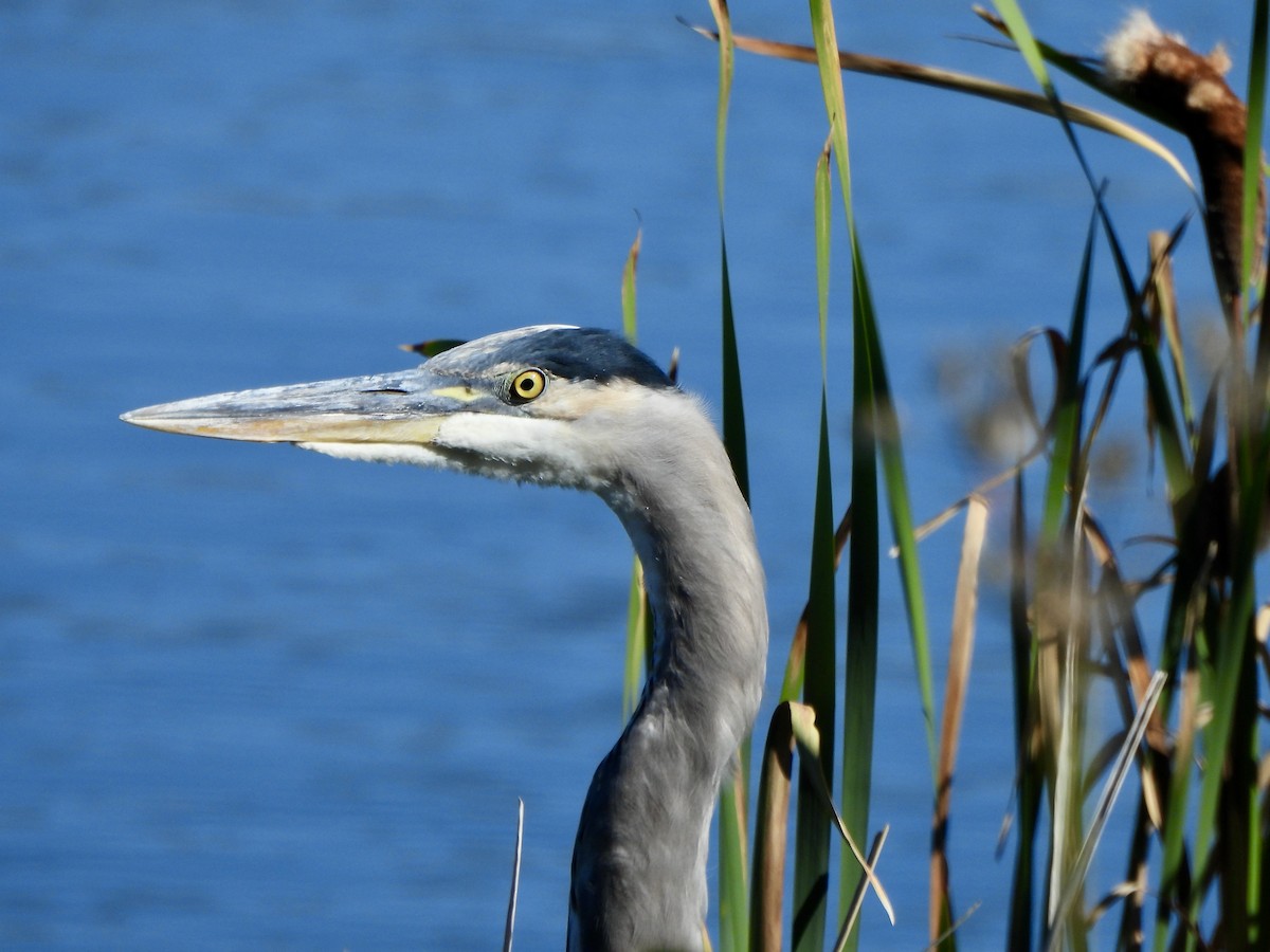 Great Blue Heron - ML642363253
