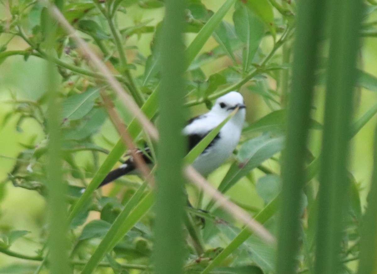 Pied Water-Tyrant - ML642363254