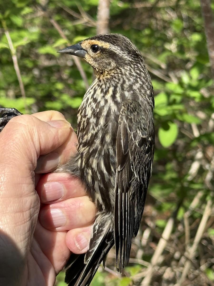 Red-winged Blackbird - ML642363255