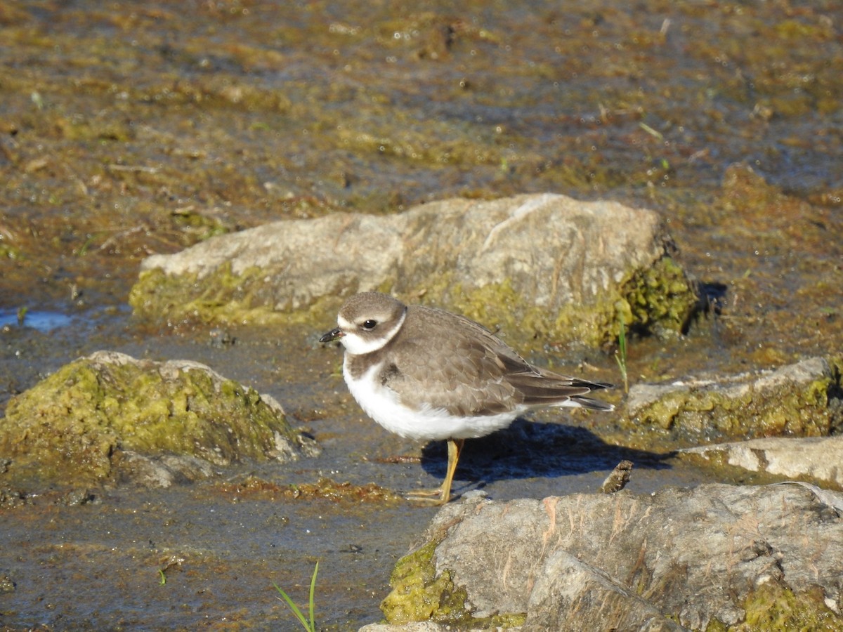 Semipalmated Plover - ML642363256