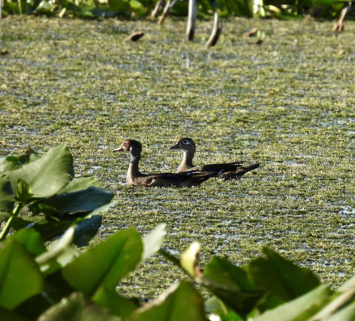 Wood Duck - ML642363258