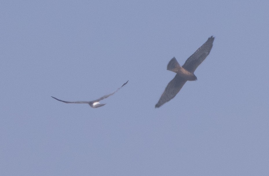 Northern Harrier - ML642363261