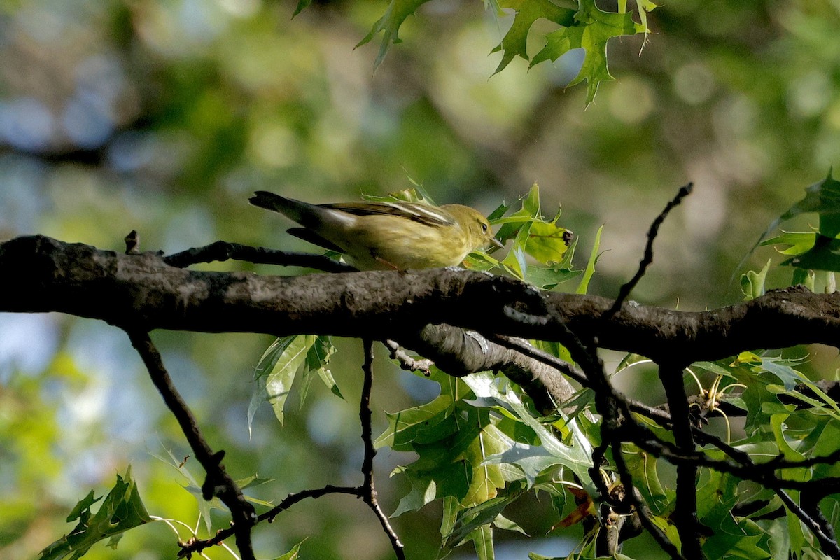Blackpoll Warbler - ML642363262