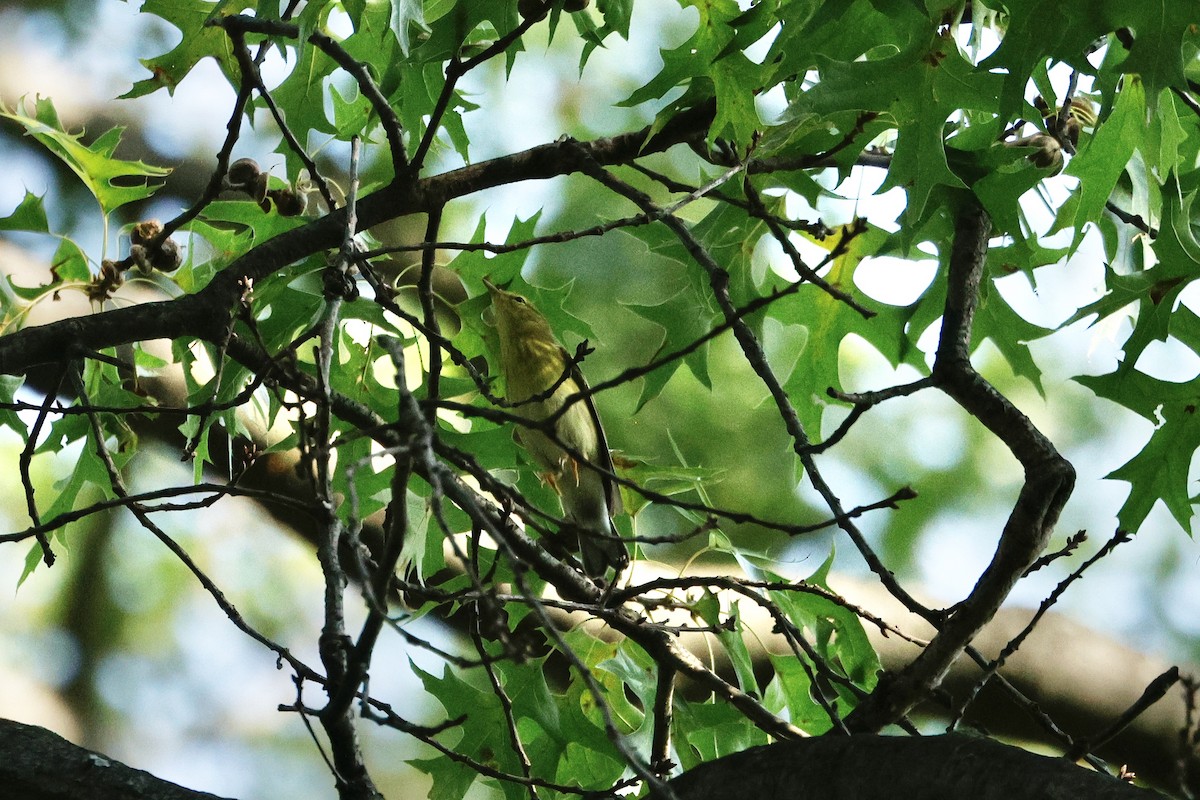 Blackpoll Warbler - ML642363263
