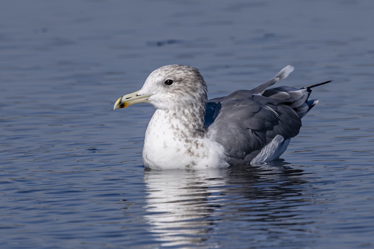 California Gull - ML642363265